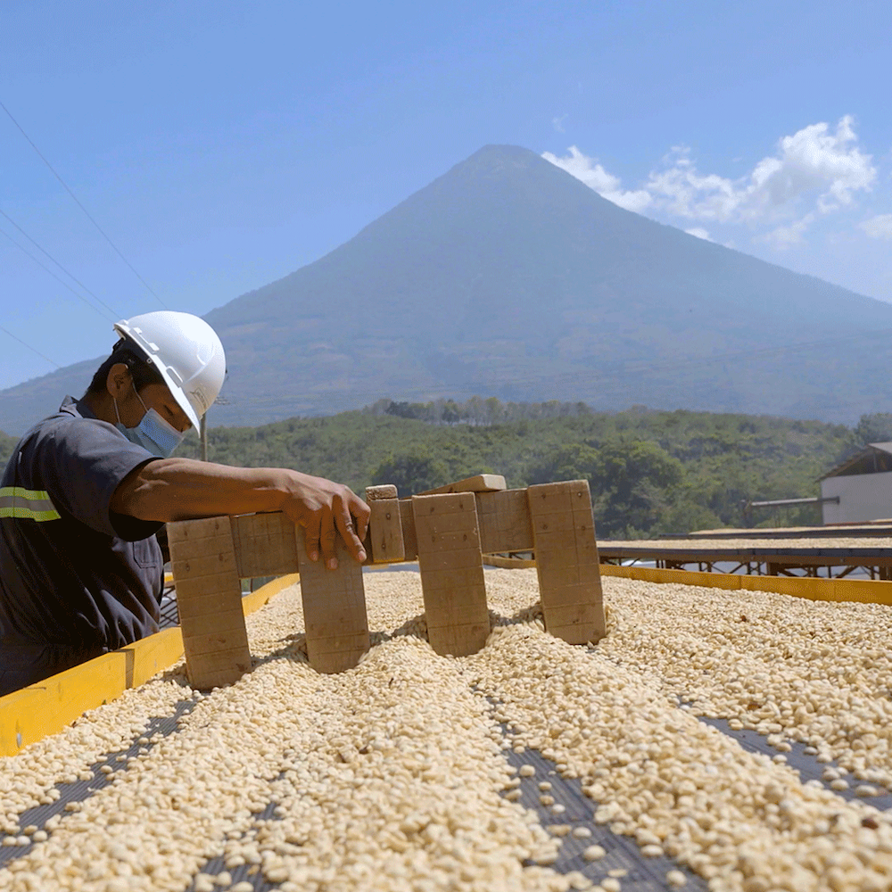 San Miguel Family Farm: Rumbling Volcanoes and a Rich Family Coffee Legacy